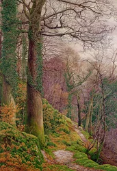 Ein Pfad im Wald